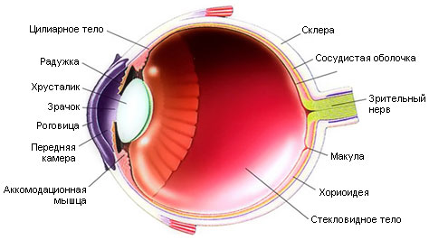 Схема устройства глаза
