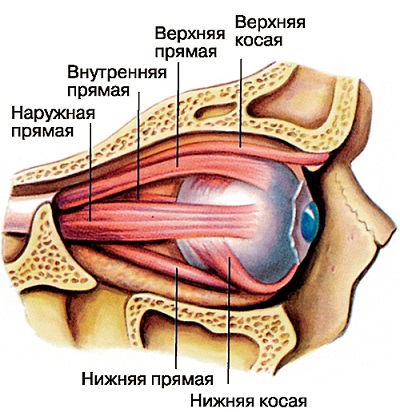 Мышцы глаза, устройство